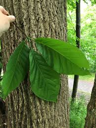 Attēlu rezultāti vaicājumam “Magnolia acuminata leaf”