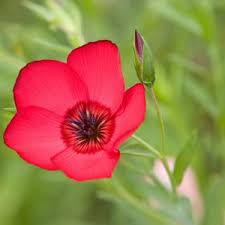 Attēlu rezultāti vaicājumam “Linum usitatissimum flower”