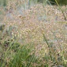 Attēlu rezultāti vaicājumam “Briza media fruit”