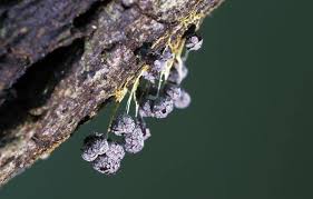 Attēlu rezultāti vaicājumam “Badhamia sp.”