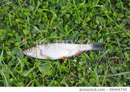 Attēlu rezultāti vaicājumam “Leuciscus idus”