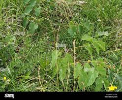 Attēlu rezultāti vaicājumam “Laserpitium latifolium leaf”