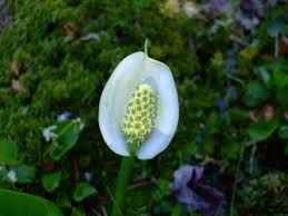 Attēlu rezultāti vaicājumam “Calla palustris flower”