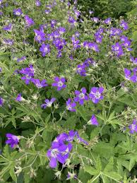 Attēlu rezultāti vaicājumam “Geranium sylvaticum”