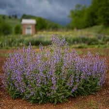 Attēlu rezultāti vaicājumam “Salvia officinalis”