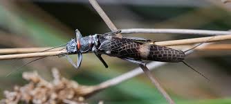 Attēlu rezultāti vaicājumam “Plecoptera”