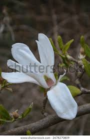 Attēlu rezultāti vaicājumam “Magnolia cylindrica”