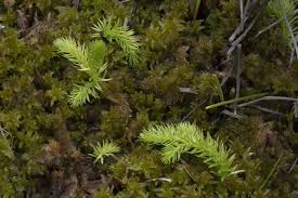 Attēlu rezultāti vaicājumam “Lycopodiella inundata”