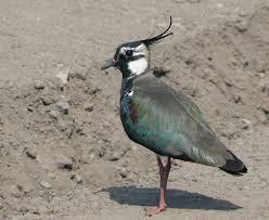 Attēlu rezultāti vaicājumam “Vanellus vanellus adult”