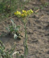 Attēlu rezultāti vaicājumam “Helichrysum arenarium”