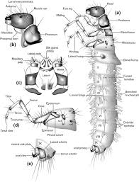 Attēlu rezultāti vaicājumam “Limnephilus larva”