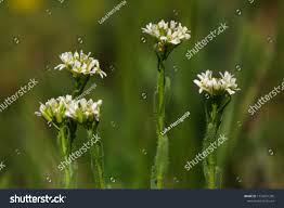 Attēlu rezultāti vaicājumam “Arabis hirsuta”