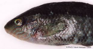 Image result for Symphodus melops