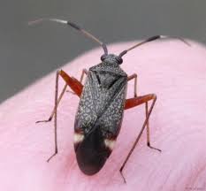 Attēlu rezultāti vaicājumam “Closterotomus biclavatus”