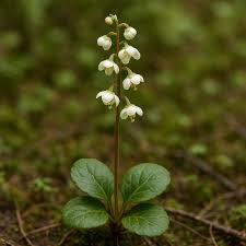 Attēlu rezultāti vaicājumam “Pyrola rotundifolia”