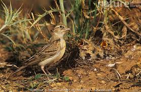 Image result for Calandrella brachydactyla