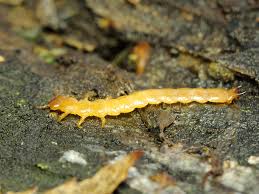 Attēlu rezultāti vaicājumam “Schizotus pectinicornis larva”