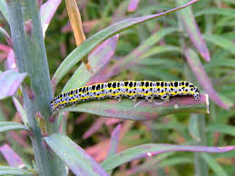 Attēlu rezultāti vaicājumam “Calophasia lunula larva”