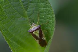 Attēlu rezultāti vaicājumam “Heteroptera”