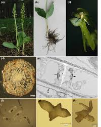 Attēlu rezultāti vaicājumam “Listera ovata fruit”