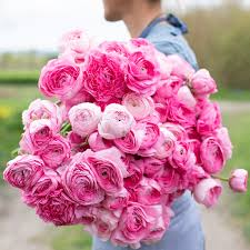 Attēlu rezultāti vaicājumam “Ranunculus mendax flower”