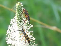 Attēlu rezultāti vaicājumam “Strangalia attenuata”