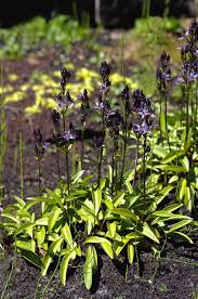 Attēlu rezultāti vaicājumam “Swertia perennis leaf”