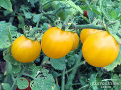 Afbeeldingsresultaat voor blushing yellow tomato