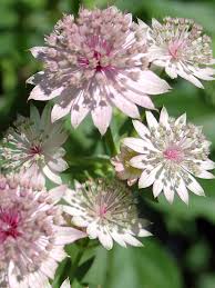 Attēlu rezultāti vaicājumam “Astrantia major flower”