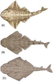 Image result for Squatina squatina