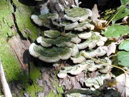 Attēlu rezultāti vaicājumam “Cerrena unicolor”