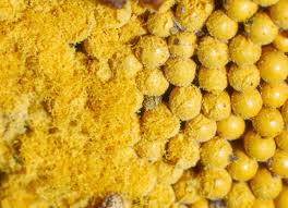 Attēlu rezultāti vaicājumam “Oligonema favogineum”