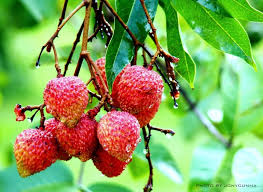 Image result for Litchi chinensis