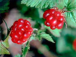 Attēlu rezultāti vaicājumam “Rubus arcticus”
