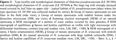 Attēlu rezultāti vaicājumam “Diderma testaceum sessile”