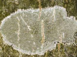 Attēlu rezultāti vaicājumam “Lecanora carpinea”