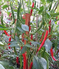 Afbeeldingsresultaat voor turkish cayenne hot pepper