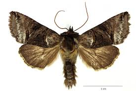 Attēlu rezultāti vaicājumam “Abrostola tripartita”