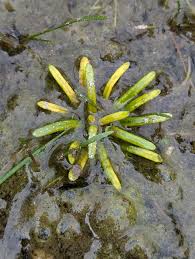 Attēlu rezultāti vaicājumam “Lobelia dortmanna bud”
