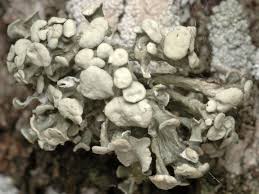 Attēlu rezultāti vaicājumam “Ramalina fastigiata”