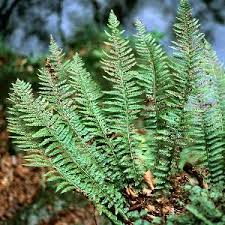 Attēlu rezultāti vaicājumam “Polystichum aculeatum”