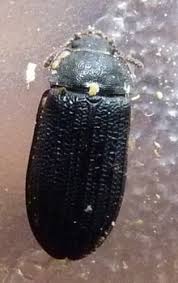 Attēlu rezultāti vaicājumam “Grynocharis oblonga”