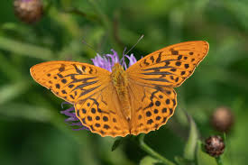 Attēlu rezultāti vaicājumam “Argynnis paphia pupa”