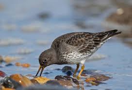 Attēlu rezultāti vaicājumam “Calidris maritima adult”