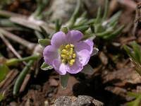 Attēlu rezultāti vaicājumam “Spergularia rubra leaf”