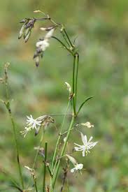 Attēlu rezultāti vaicājumam “Silene nutans”