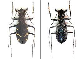 Attēlu rezultāti vaicājumam “Cicindela sylvatica”