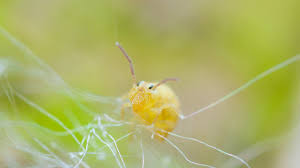 Attēlu rezultāti vaicājumam “Symphypleona”