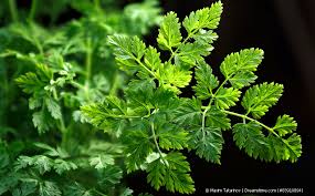 Image result for Kerbel