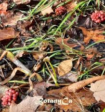 Attēlu rezultāti vaicājumam “Calla palustris fruit”